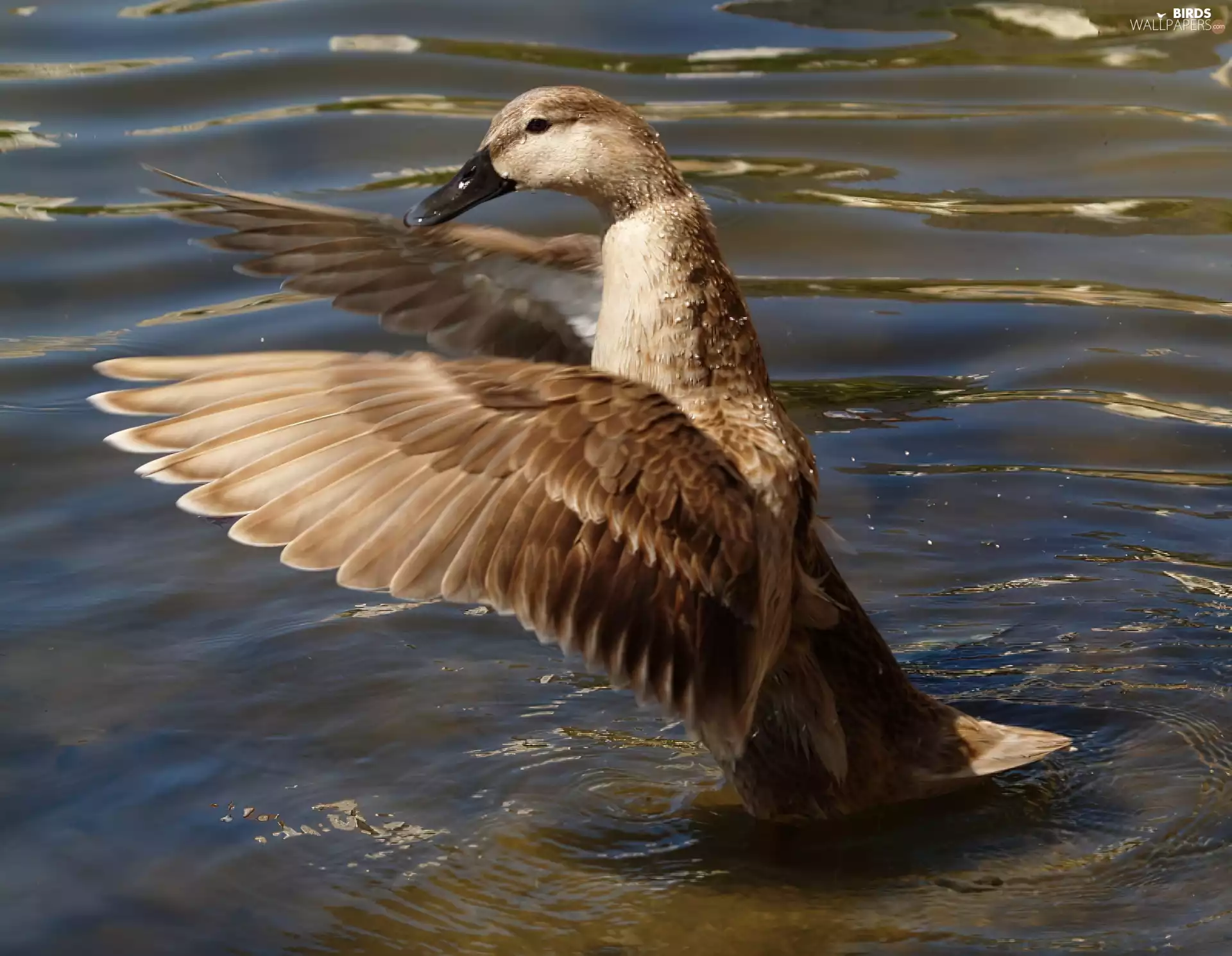 water, duck, wings