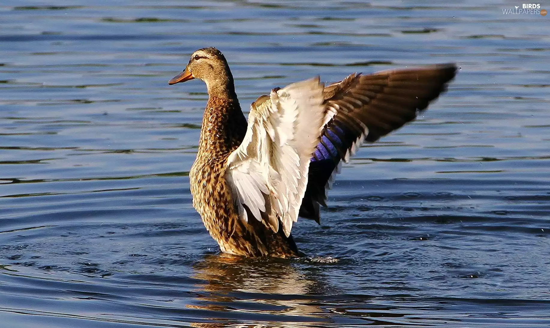 water, duck, wings