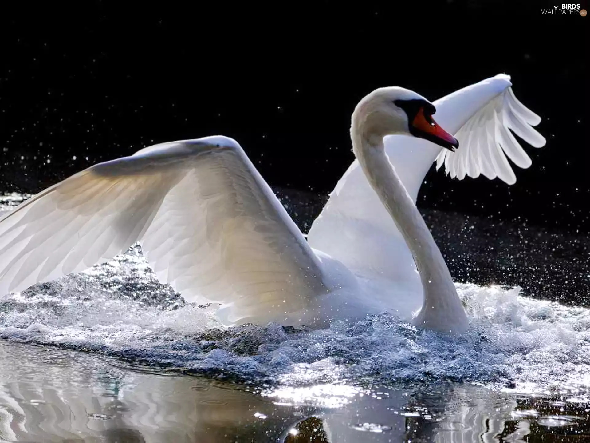 water, Swans, wings