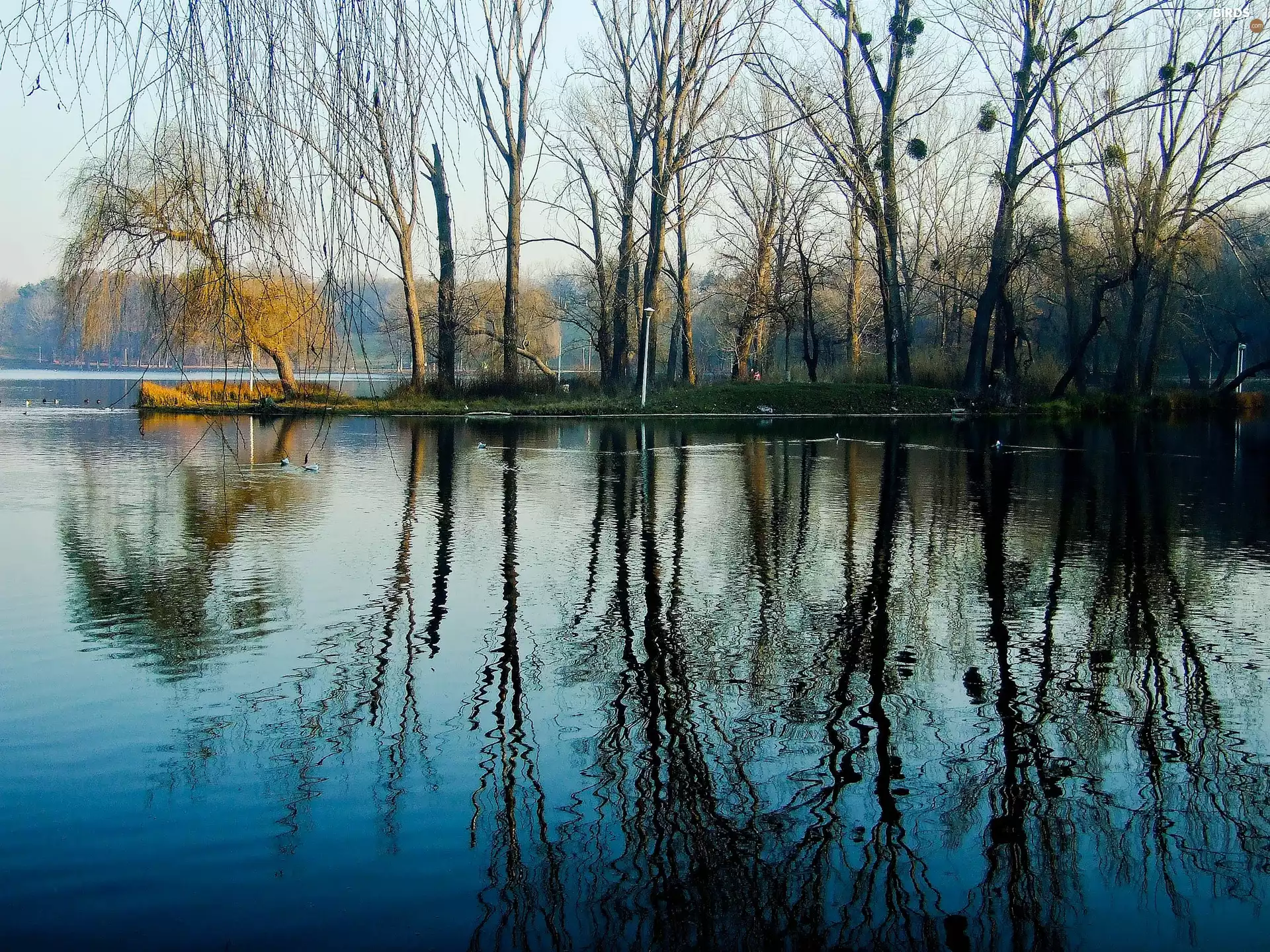 reflection, water, woods, ducks, lake