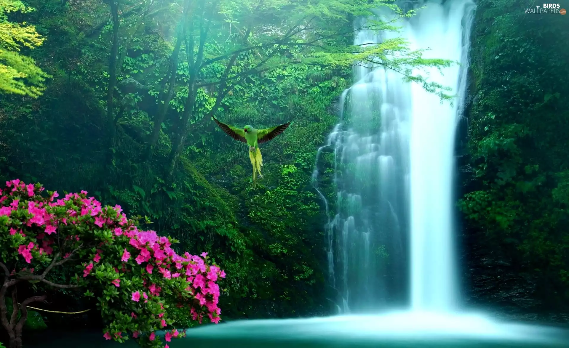 forest, Flowers, parrot, waterfall