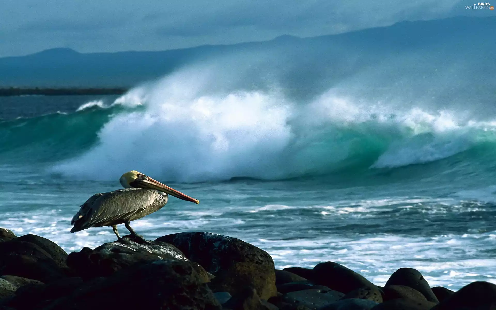 Waves, pelican, rocks