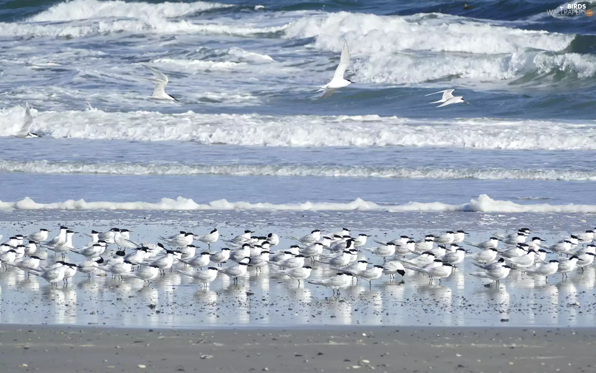 sea, birds, terns, Waves