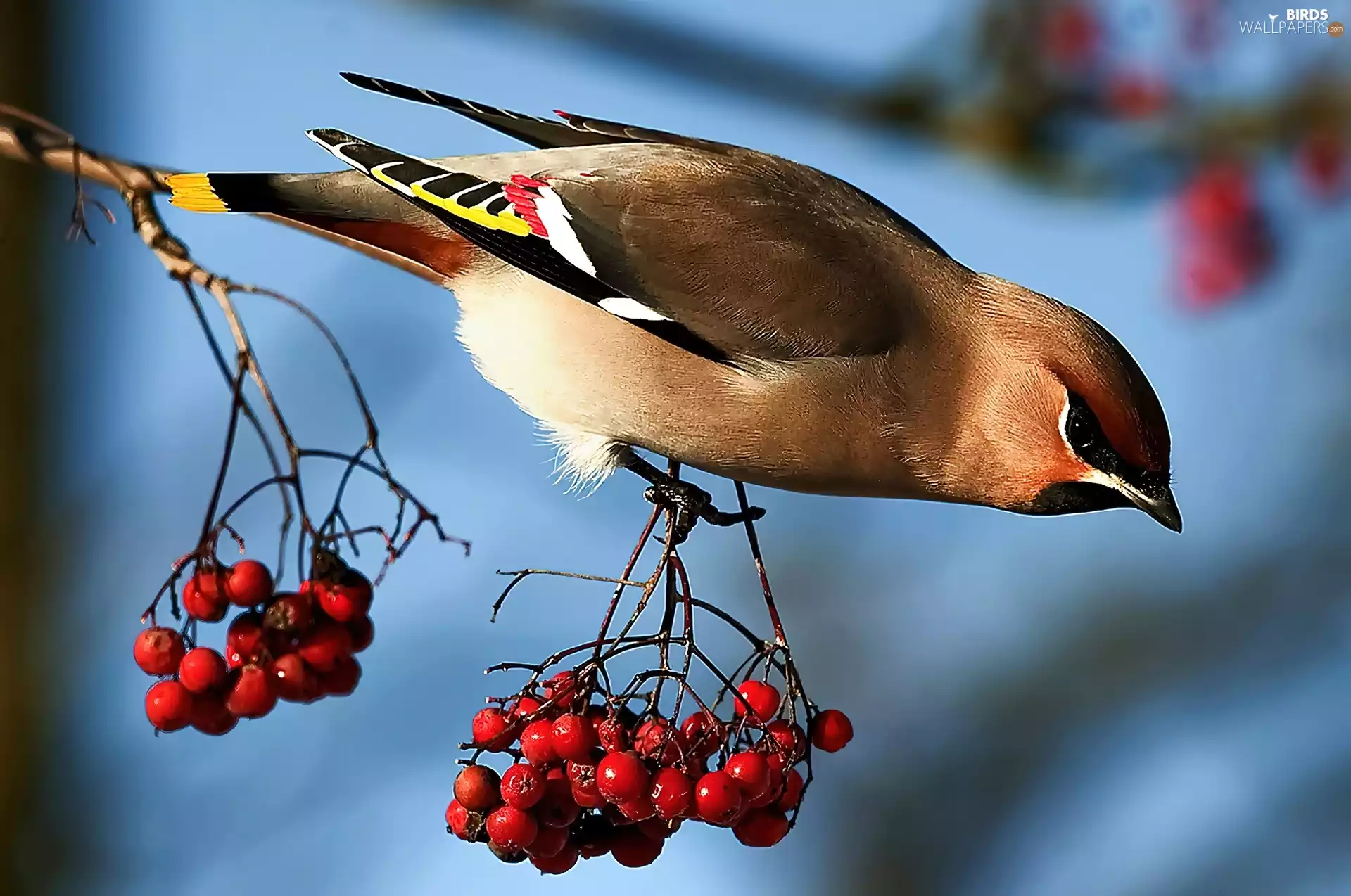 Waxwing
