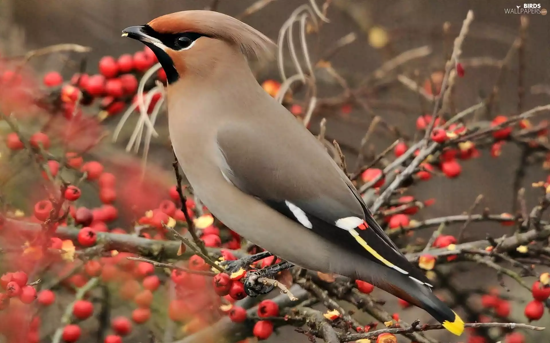 Bird, Plant, Twigs, Waxwing