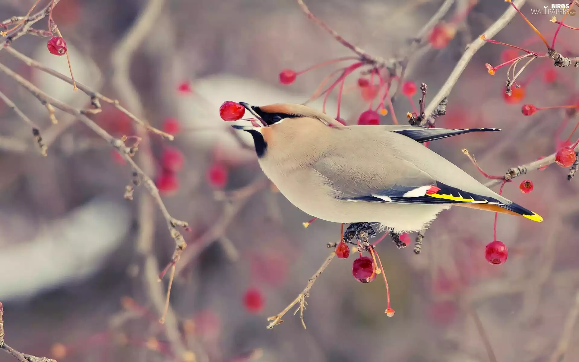 Waxwing, eating, birdies