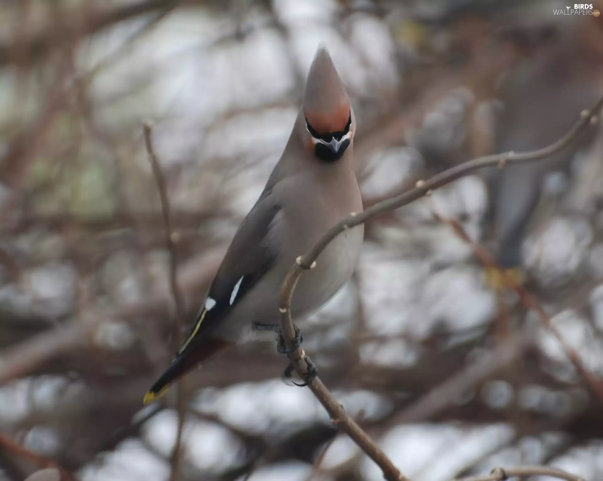Waxwing, branch