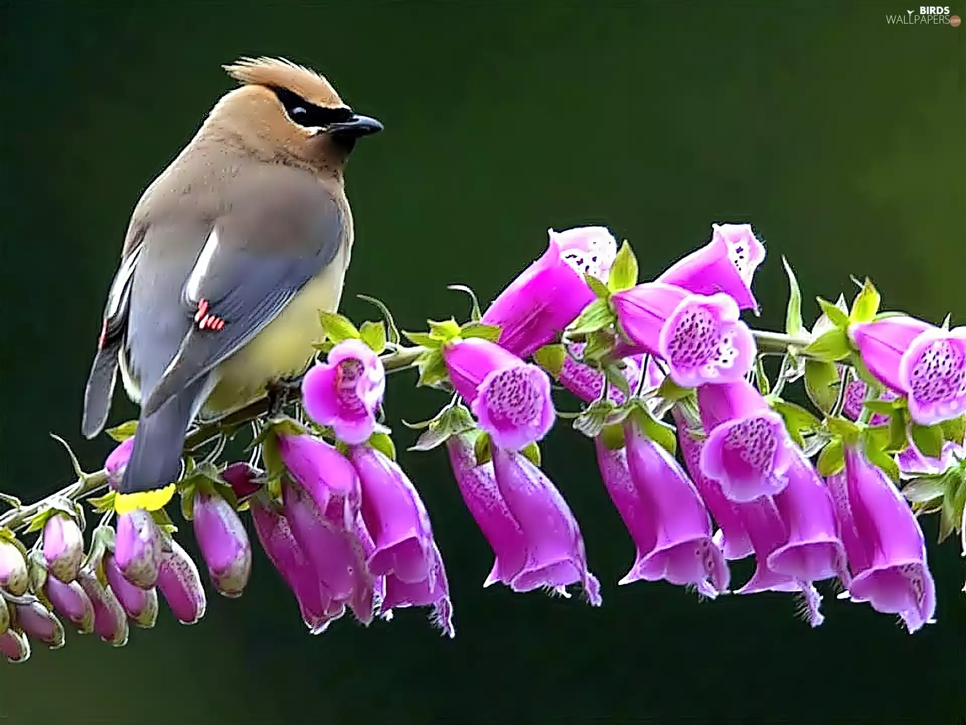Waxwing, foxglove