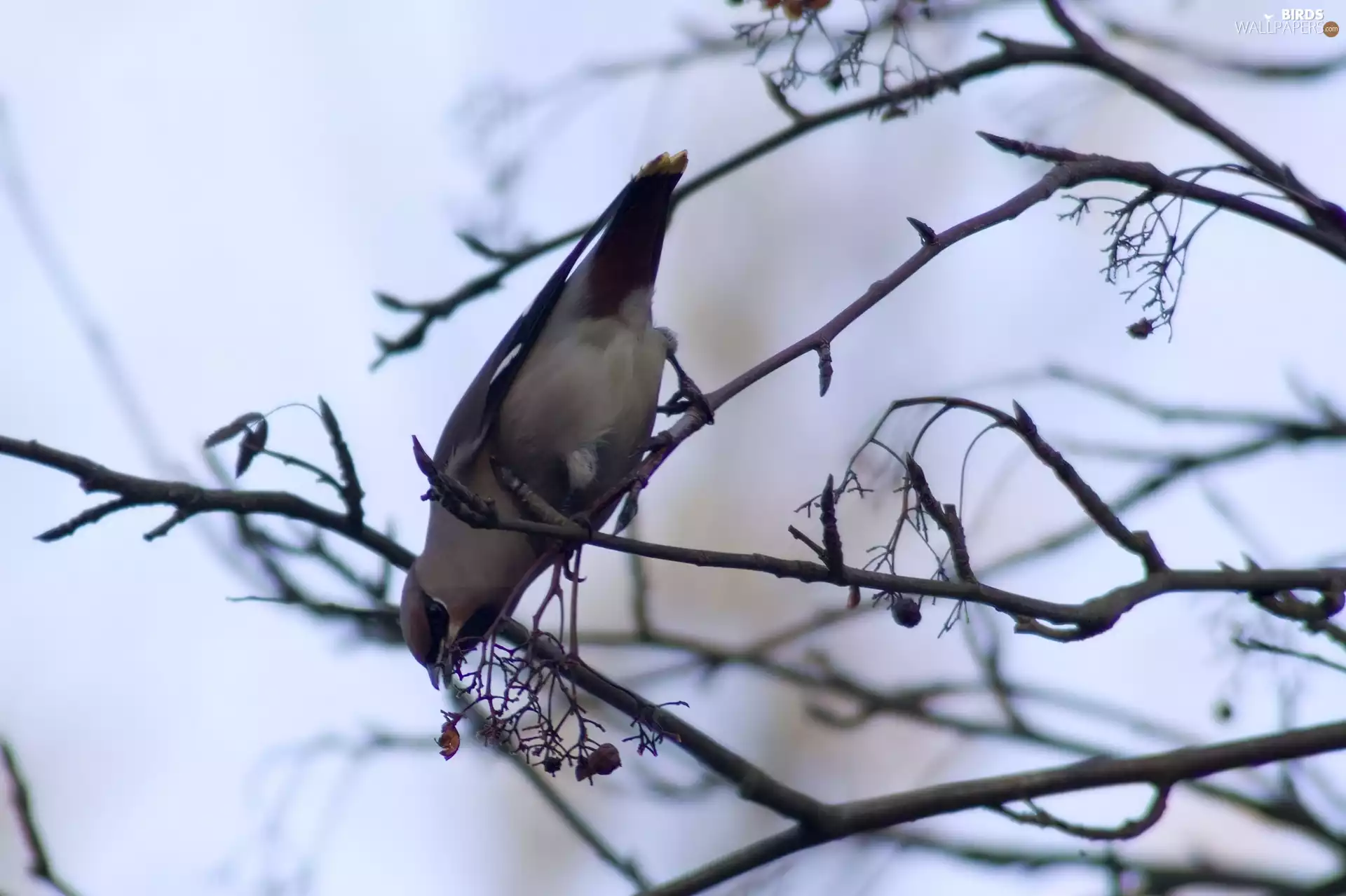 Waxwing, branch pics
