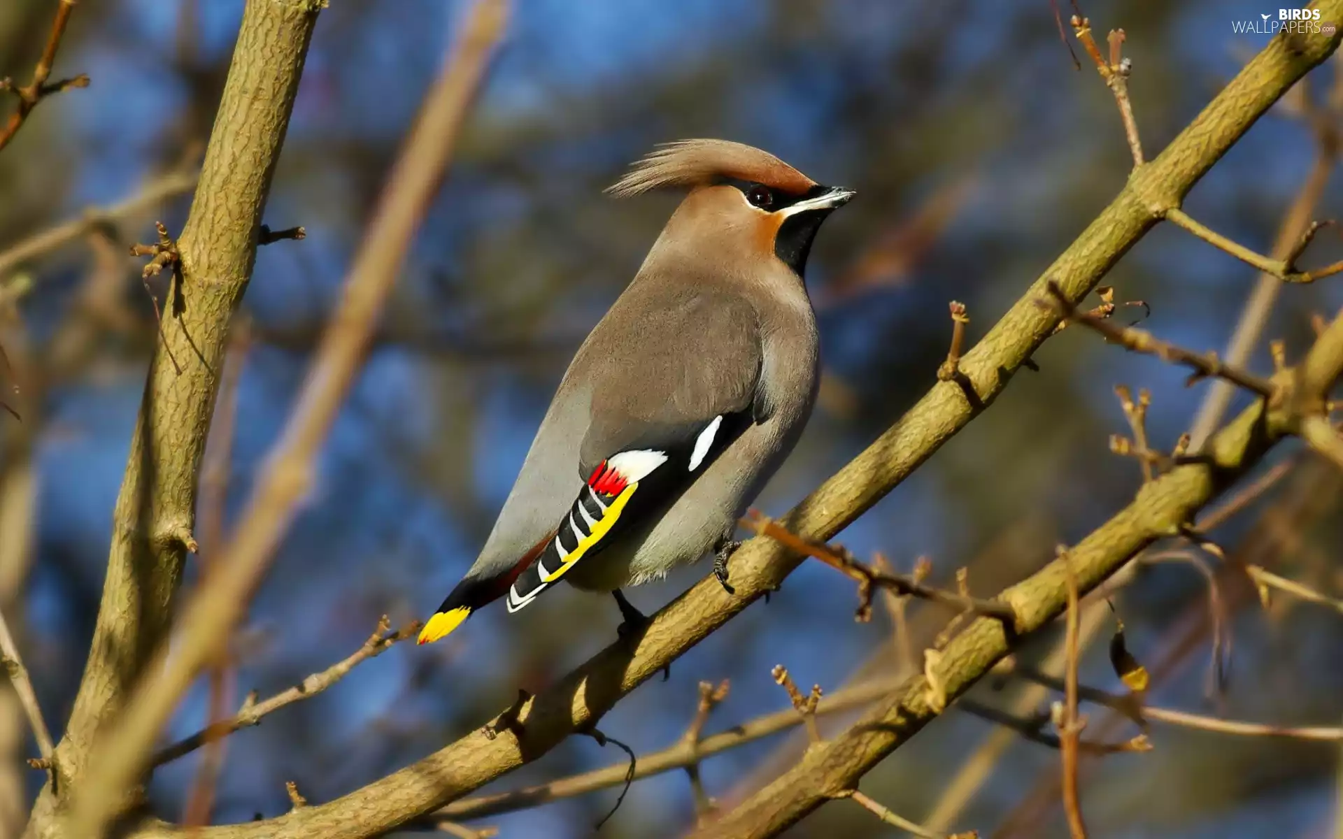 Waxwing, Twigs