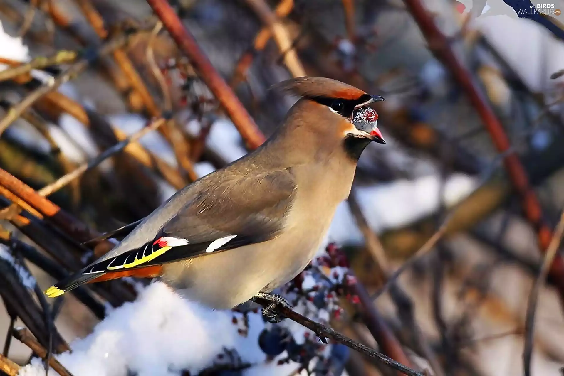 Waxwing
