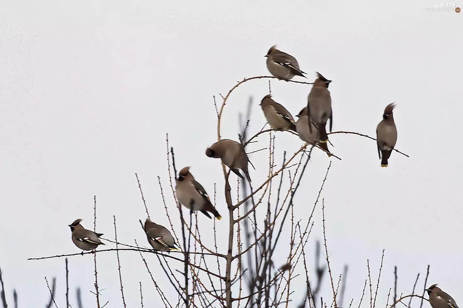 Waxwings, branch pics