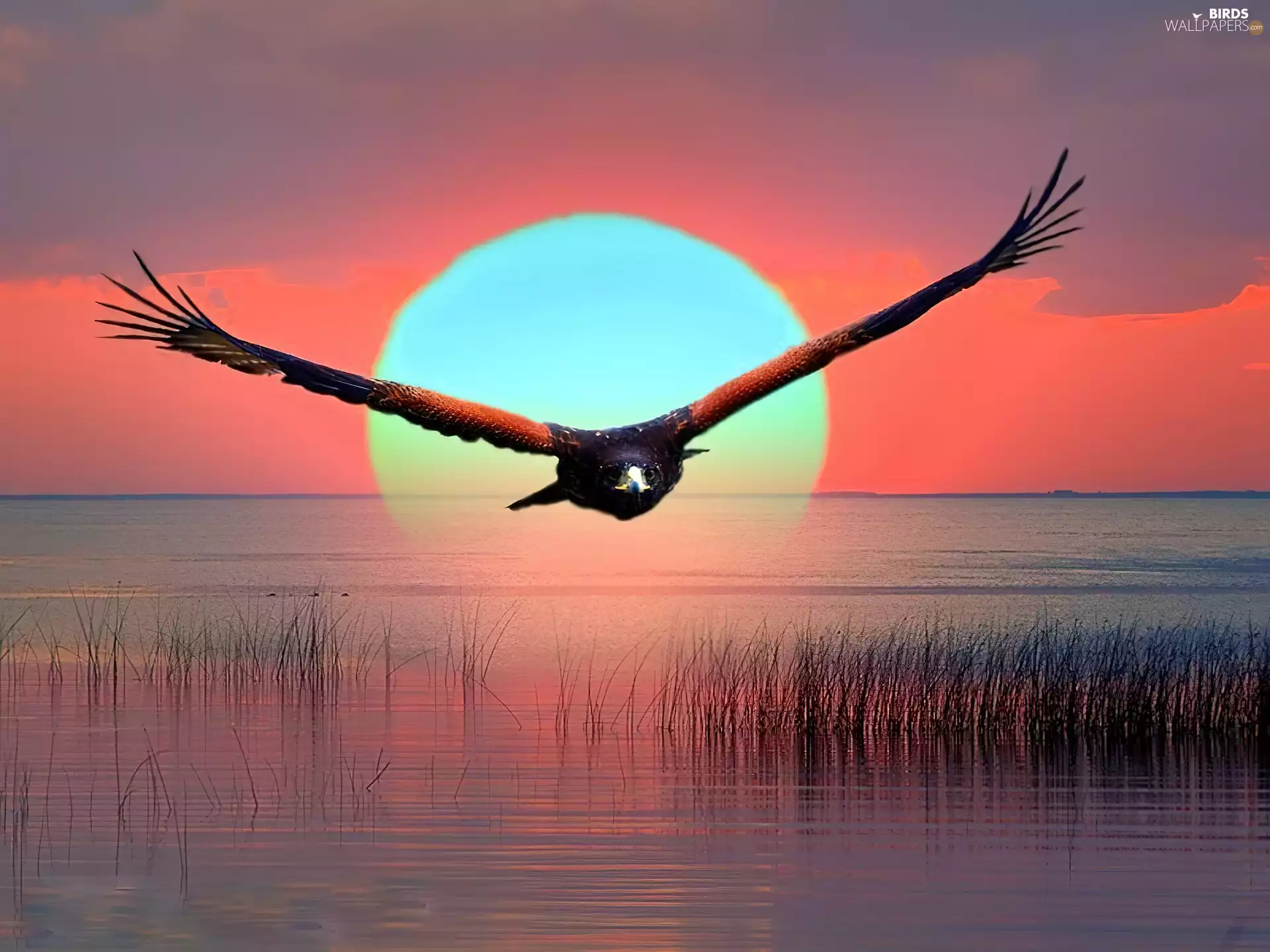 eagle, sun, water, west