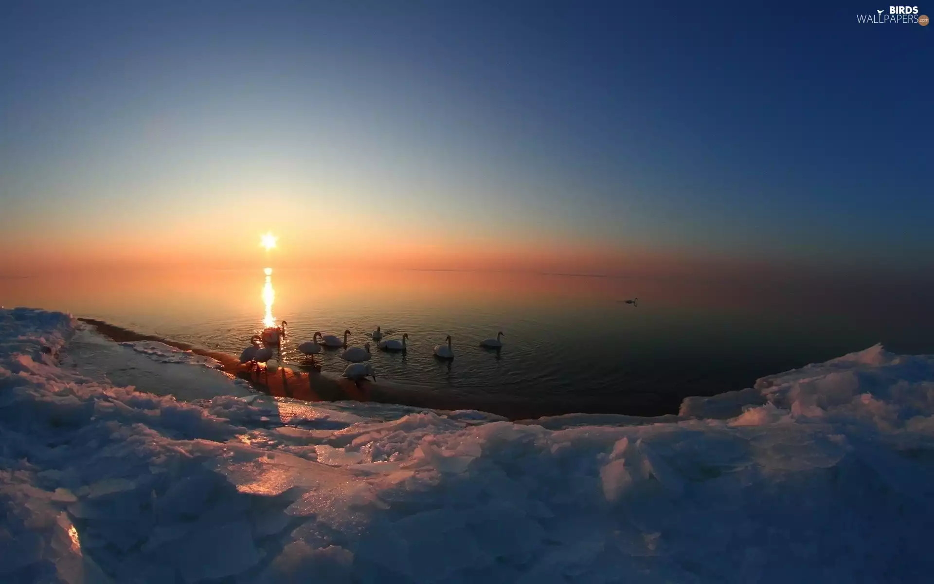 Swan, sun, Icecream, west