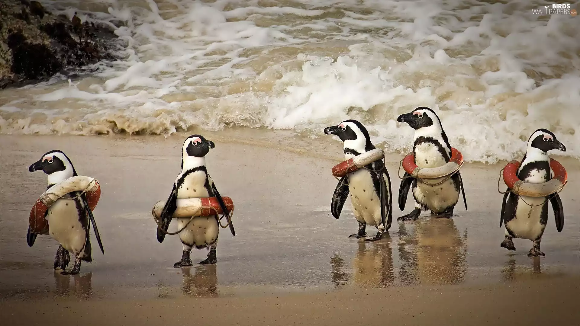 penguin, rescue, Funny, wheel