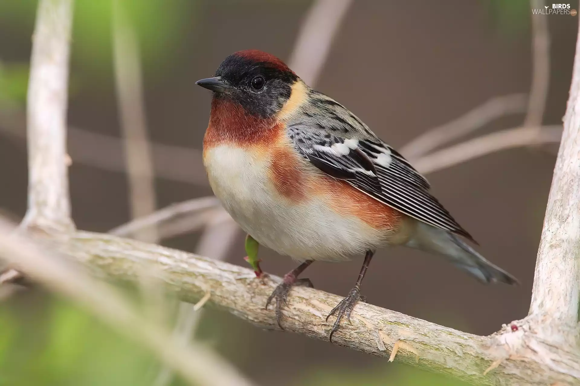 Bird, White, Belly, Warbler Chestnut