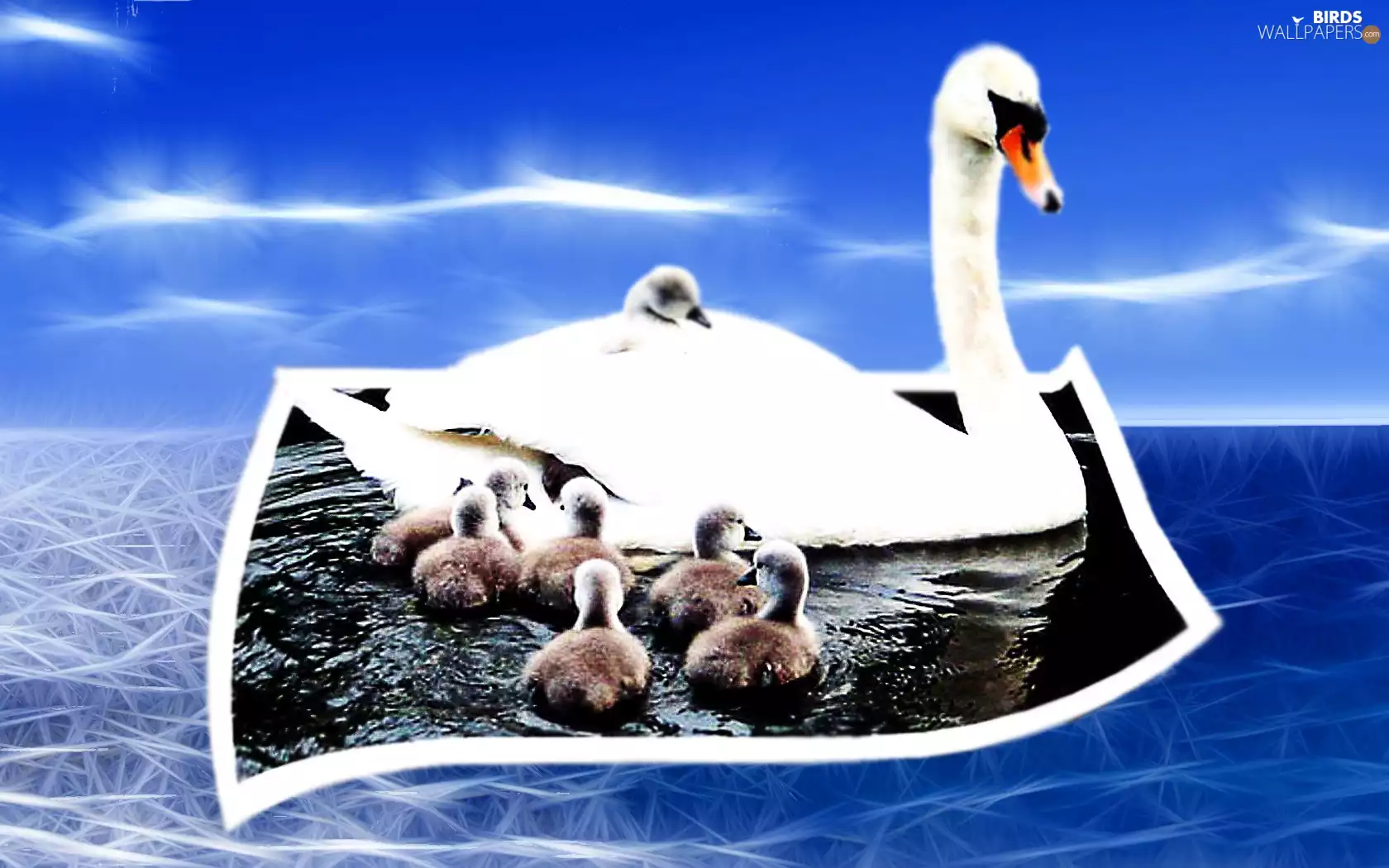 Big, Swans, 4d, White