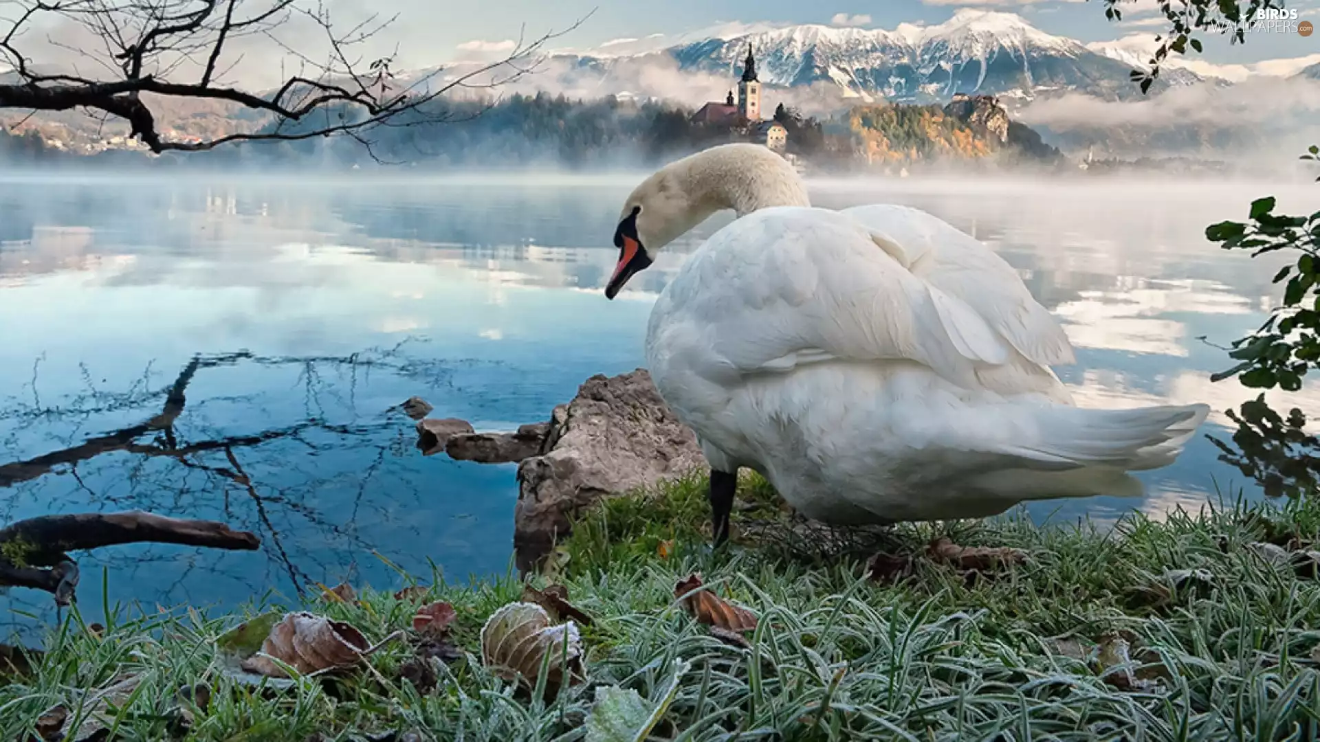 birds, swan, lake, White