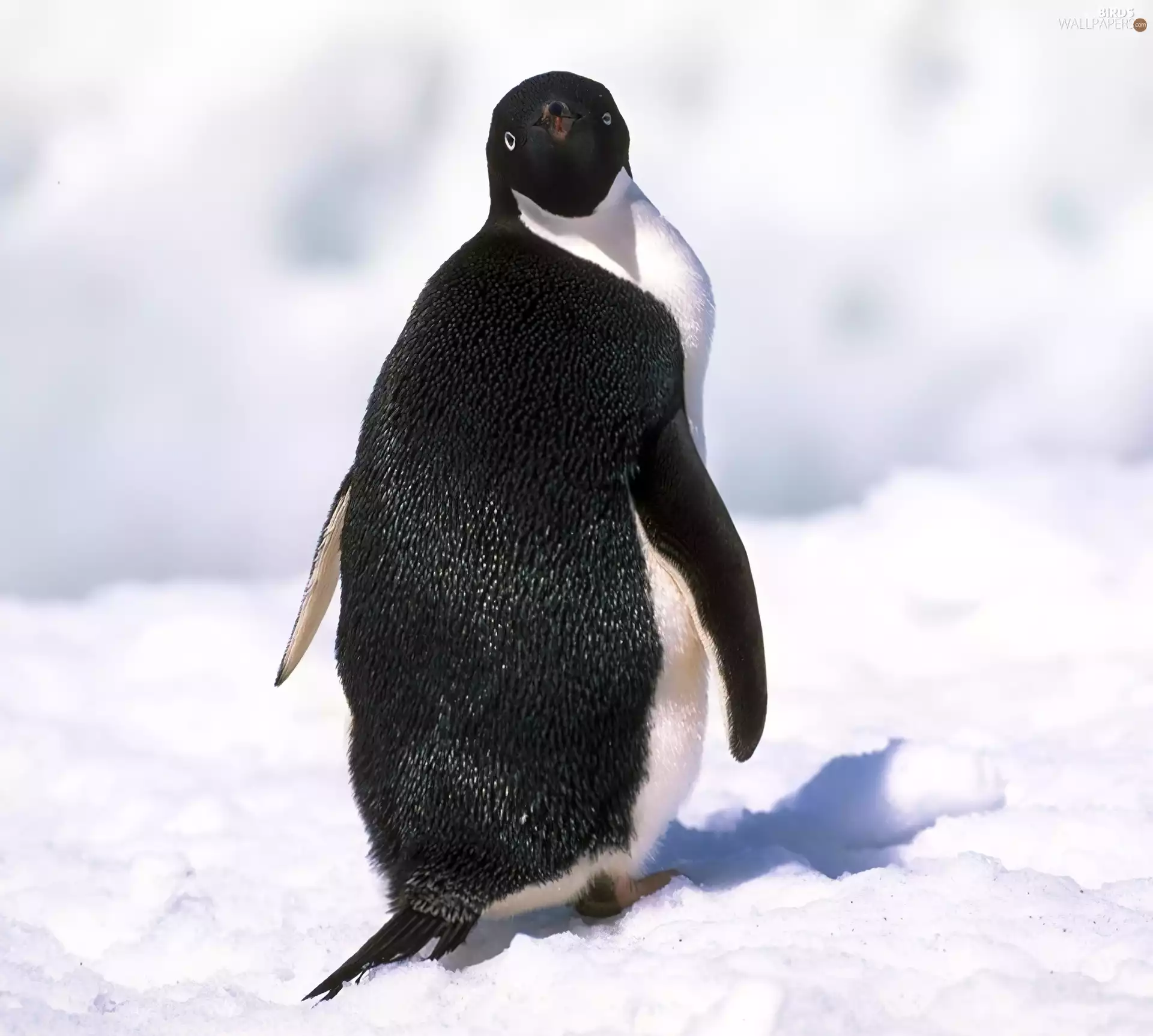 black, penguin, snow, White