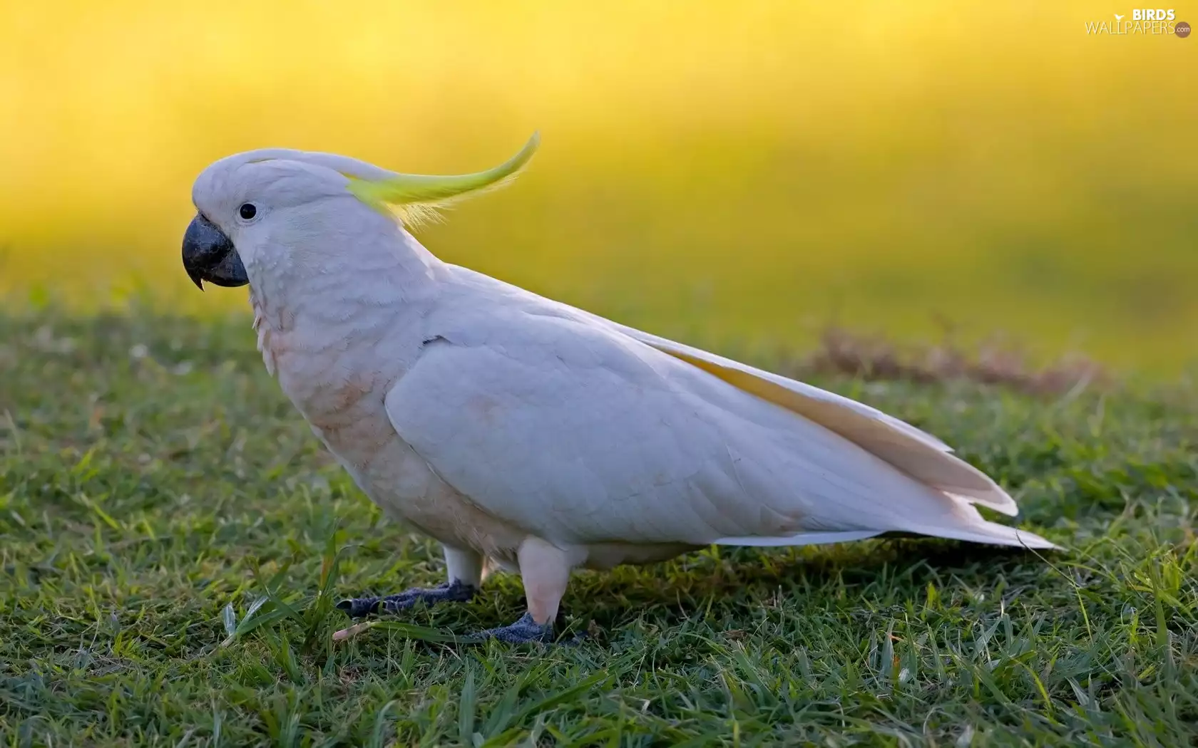 White, cockatoo