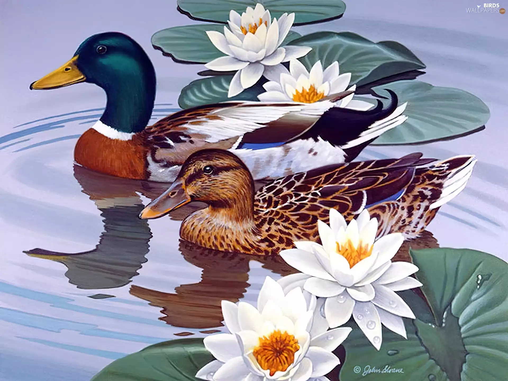 ducks, lilies, water, White