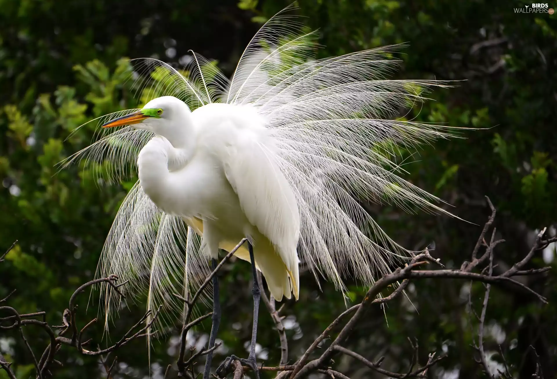 White Heron, feather