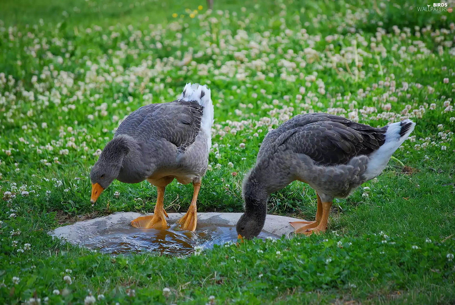 puddle, White-fronted geese, Meadow
