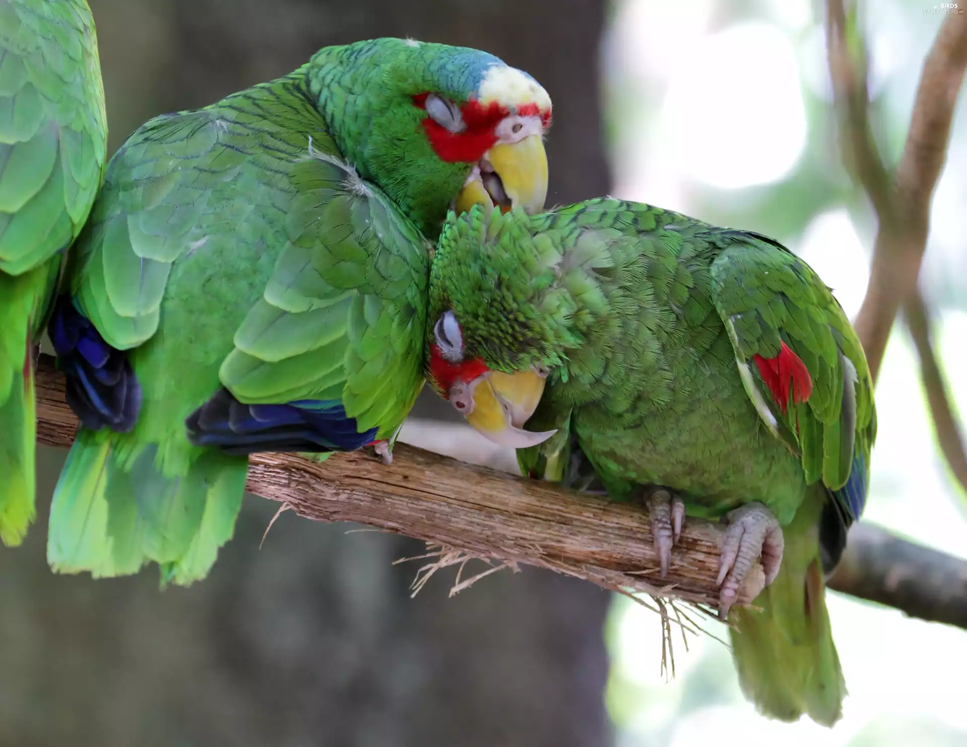 Two, white-fronted, branch, Parrots