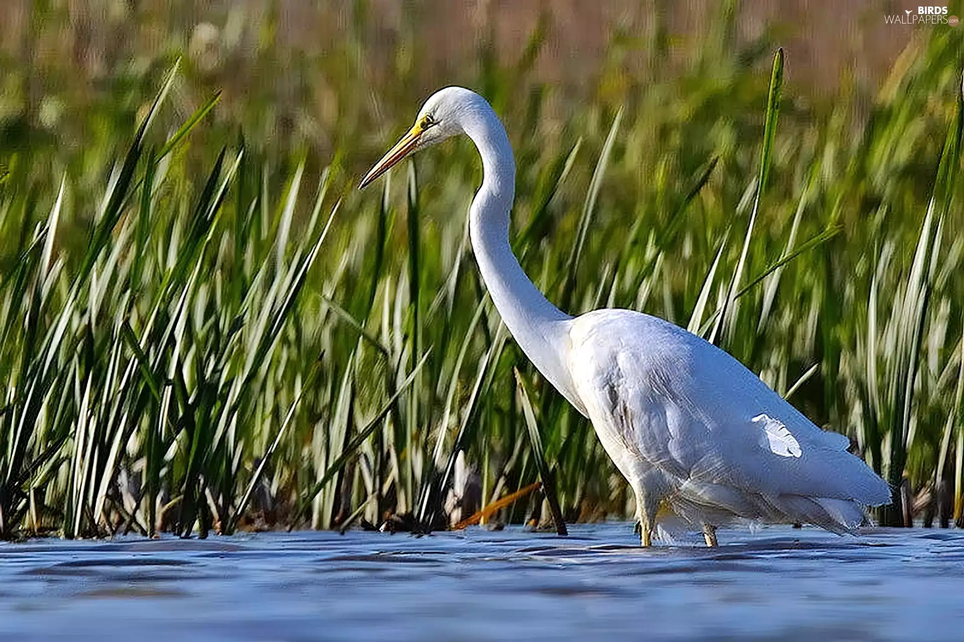 heron, River, Cane, White