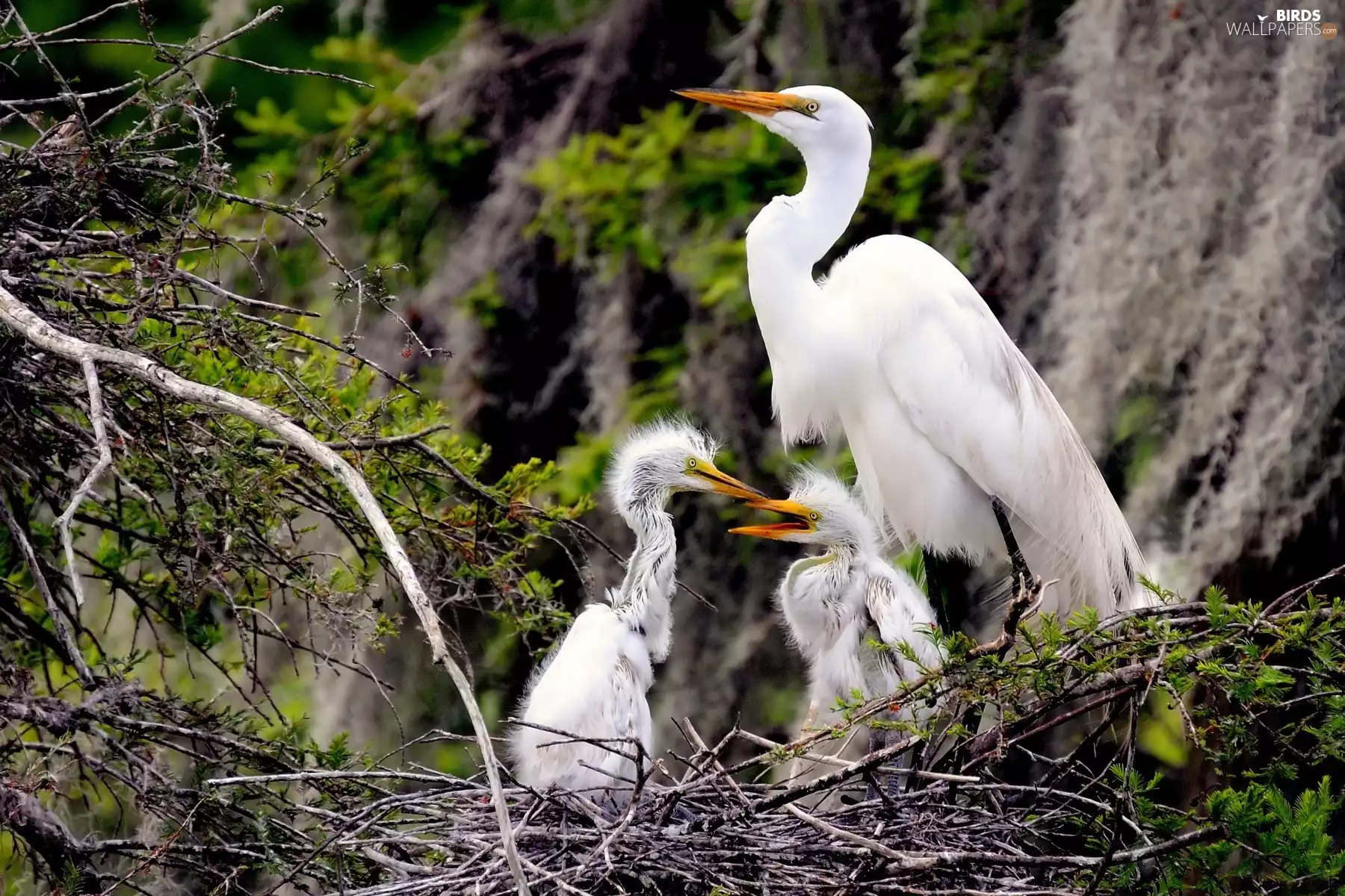 heron, young, nest, White