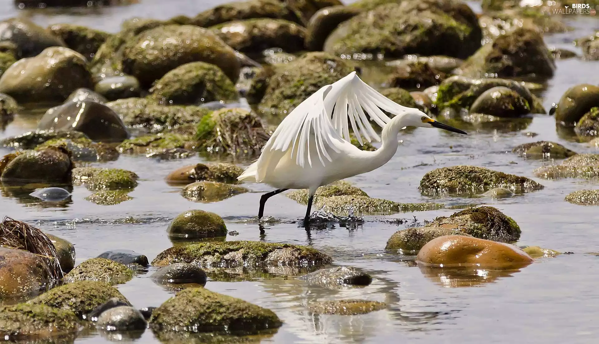 heron, water, Stones, White