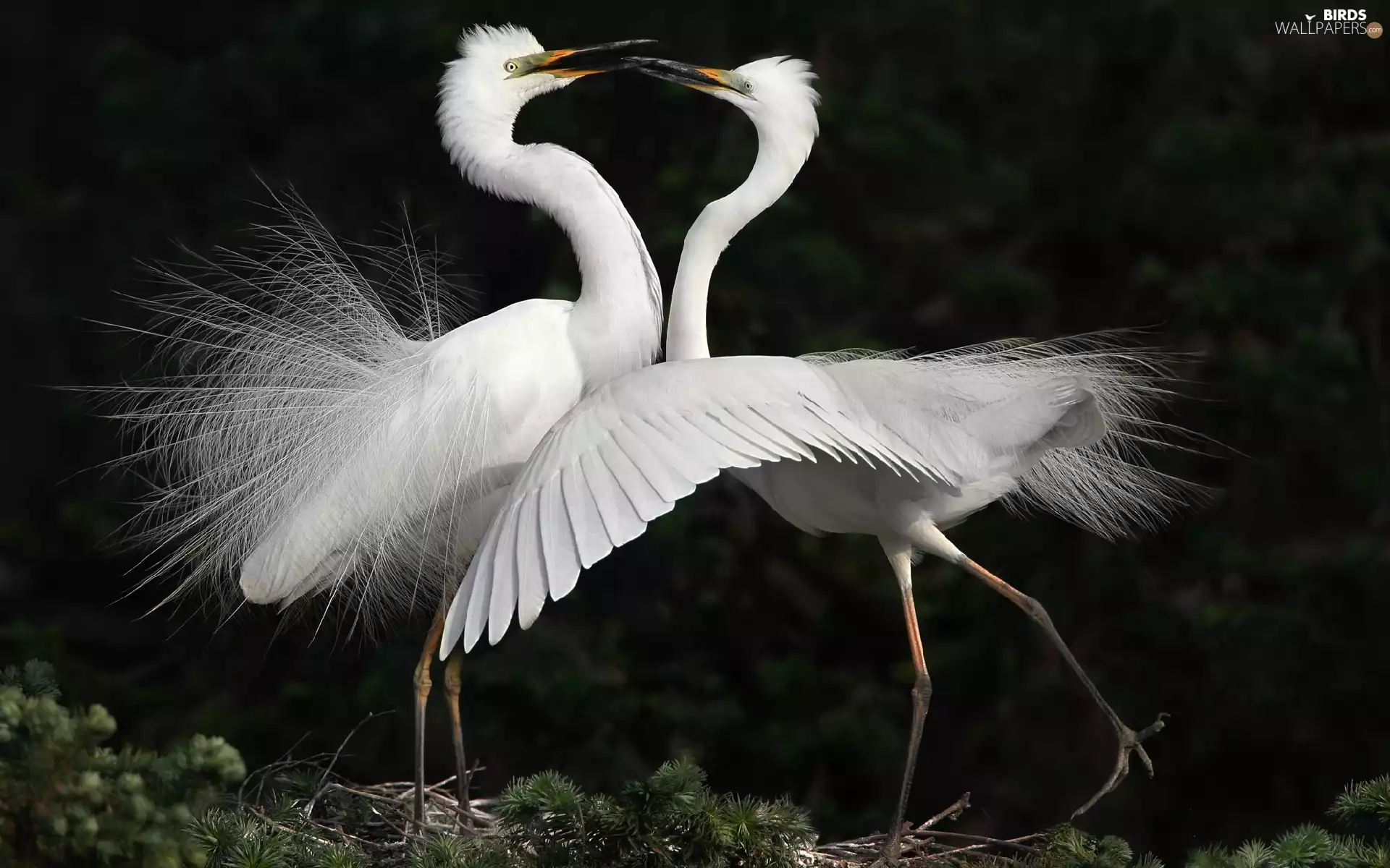 White, herons