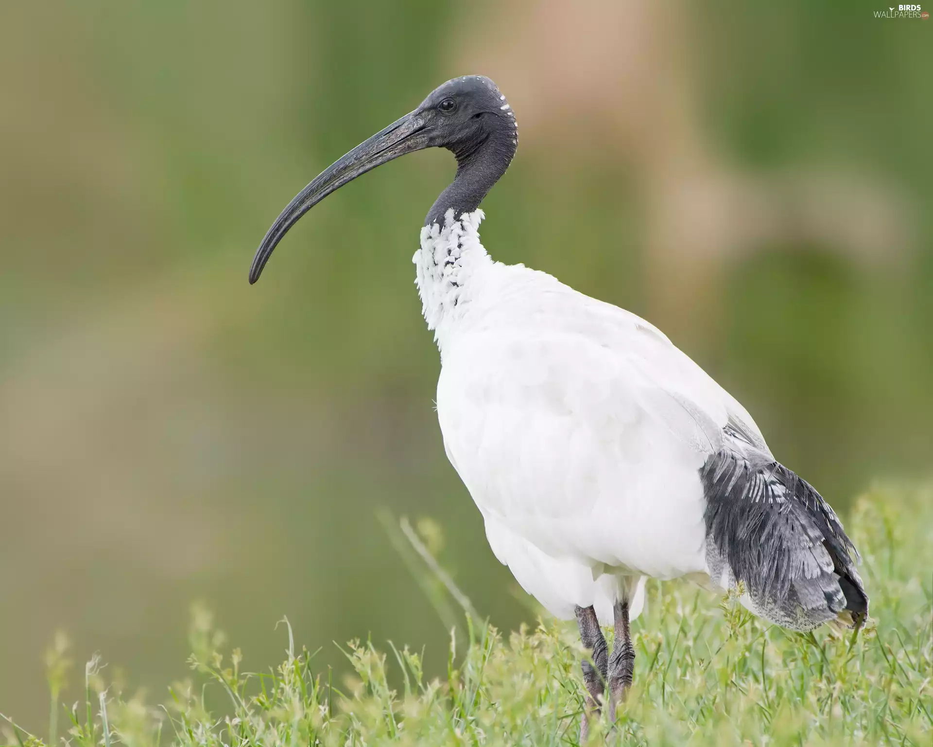 White, Ibis