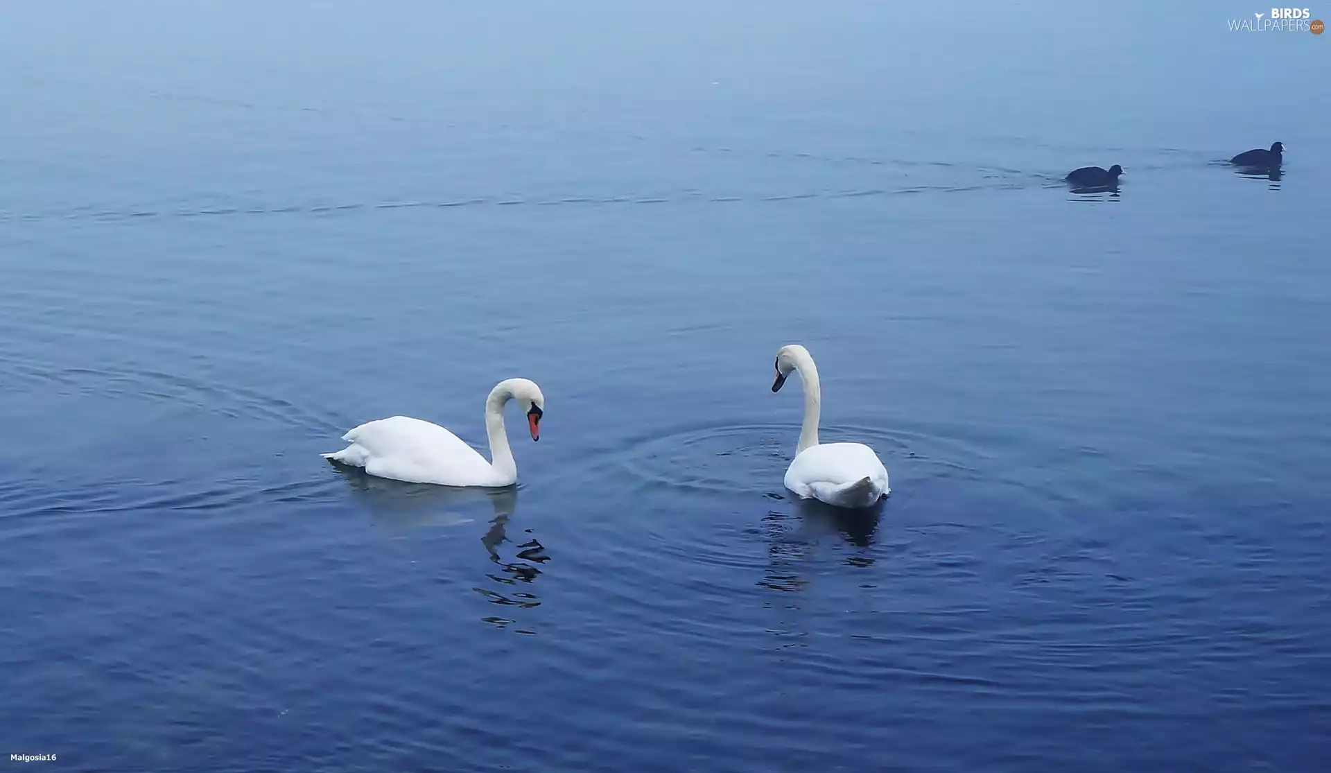 lake, birds, Swan, White