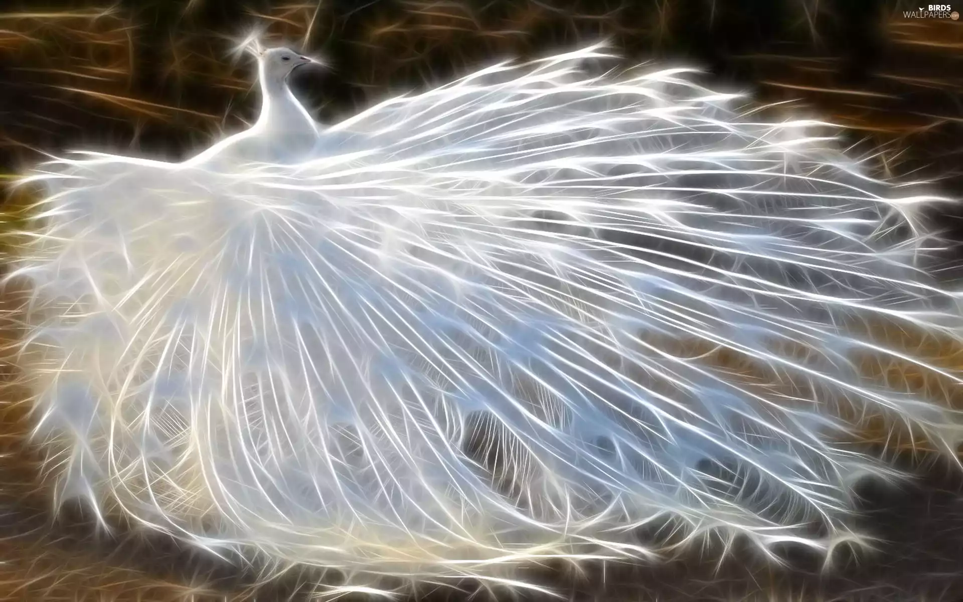 White, peacock