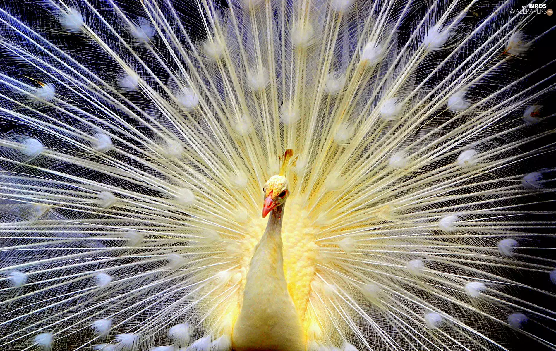 White, peacock