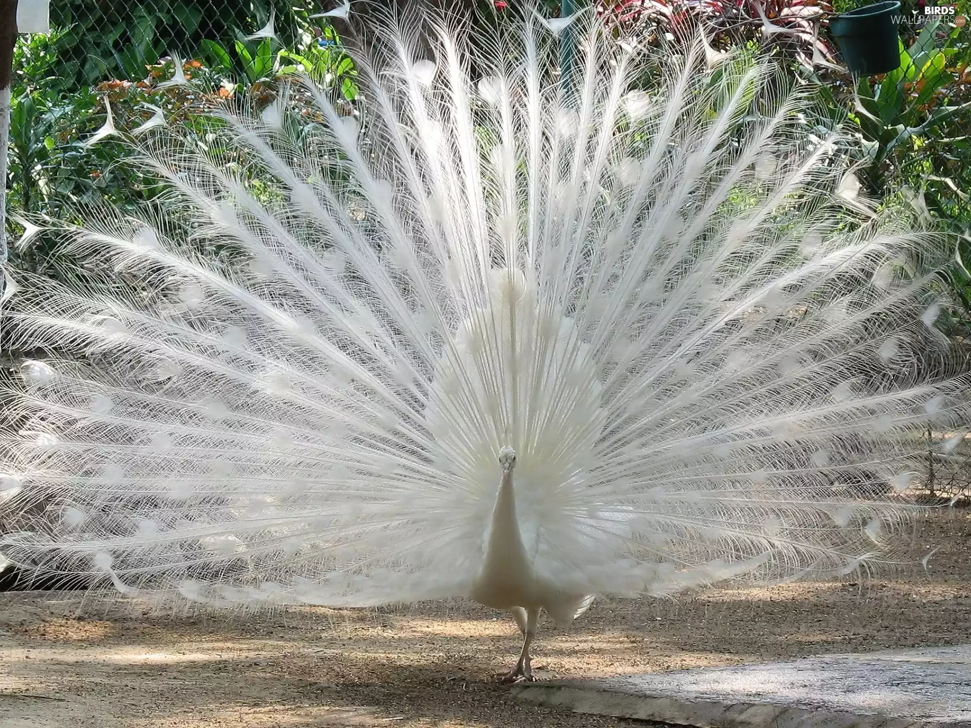 White, peacock