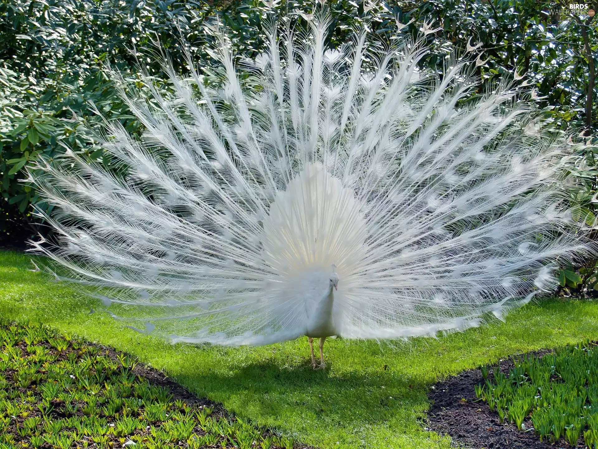 White, peacock