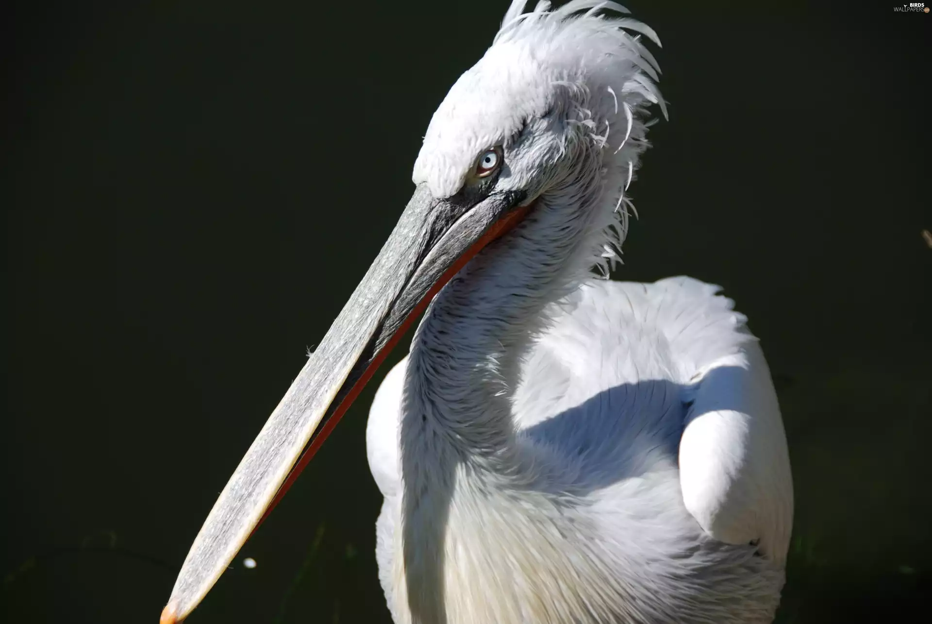 White, pelican