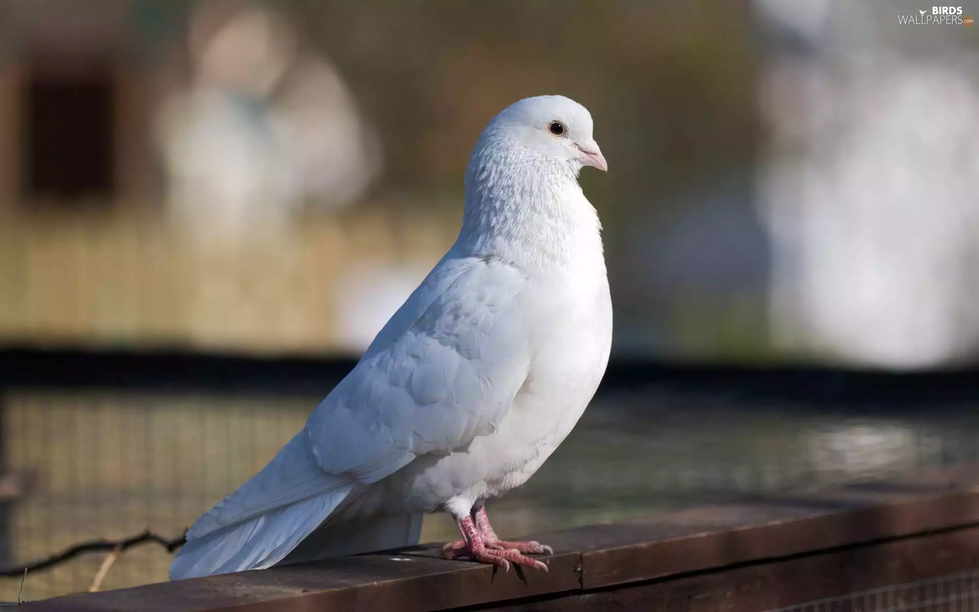 White, pigeon