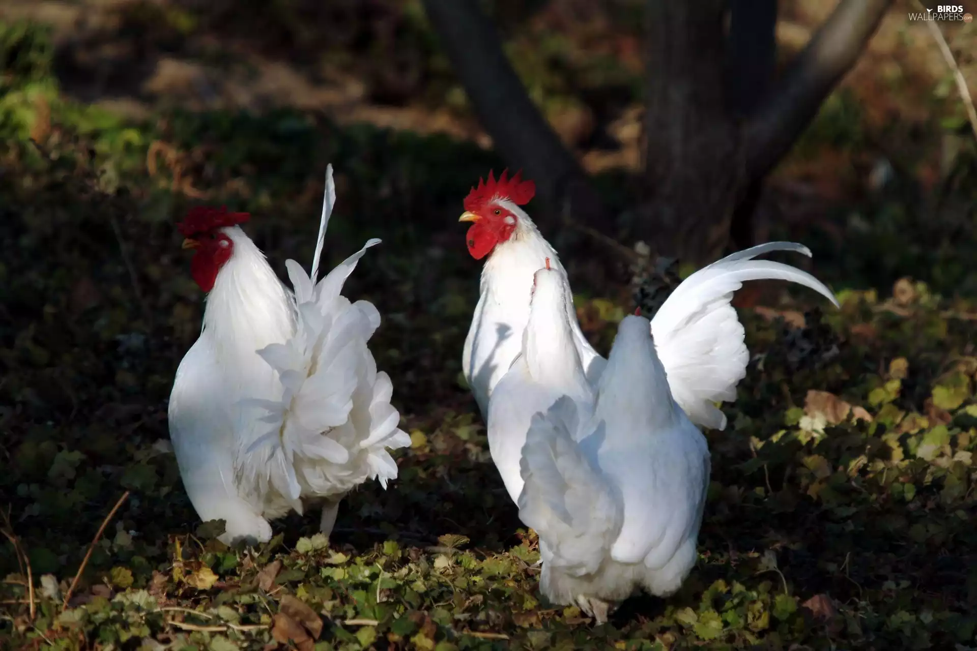 White, roosters
