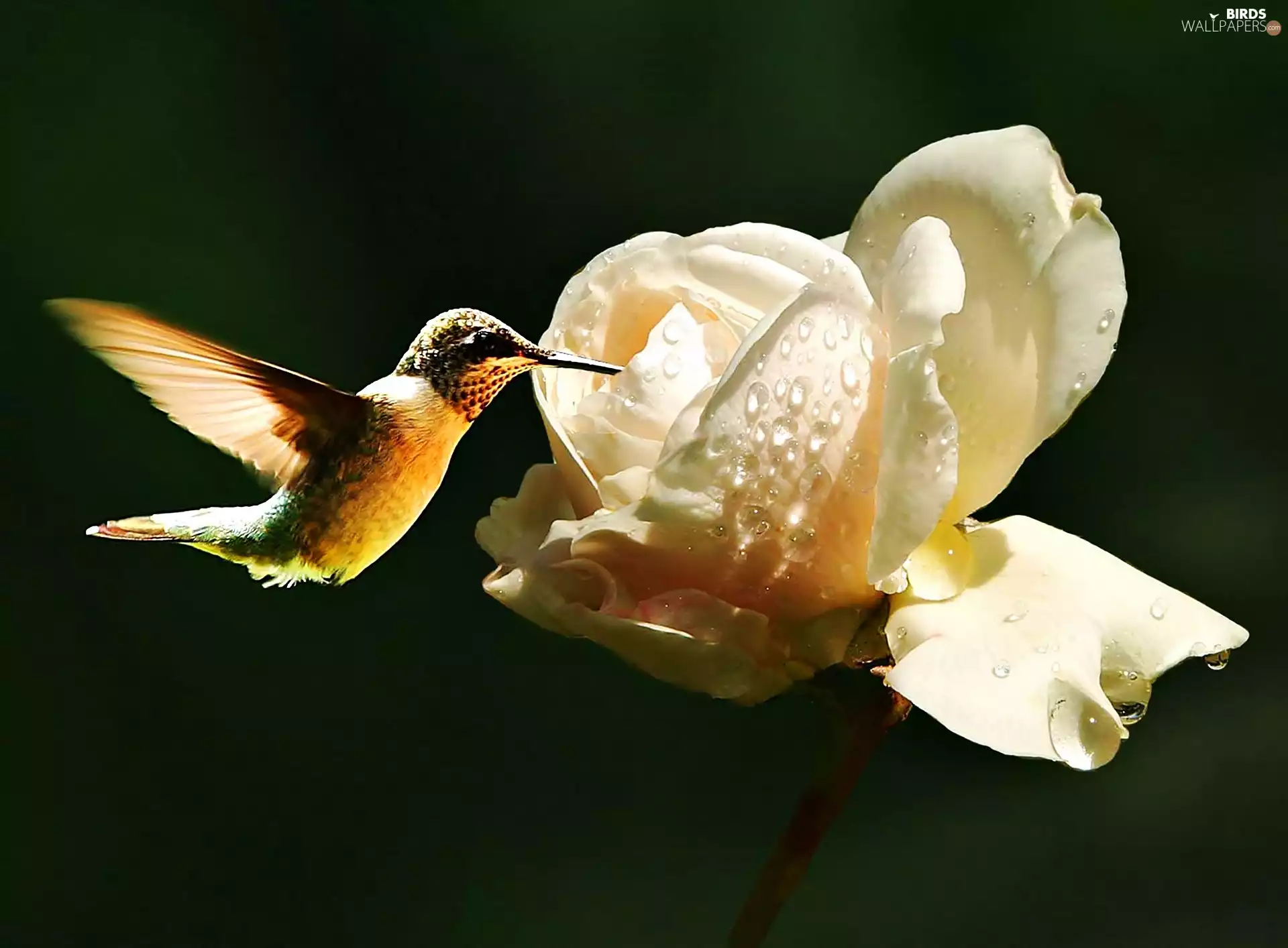 rose, humming-bird, White
