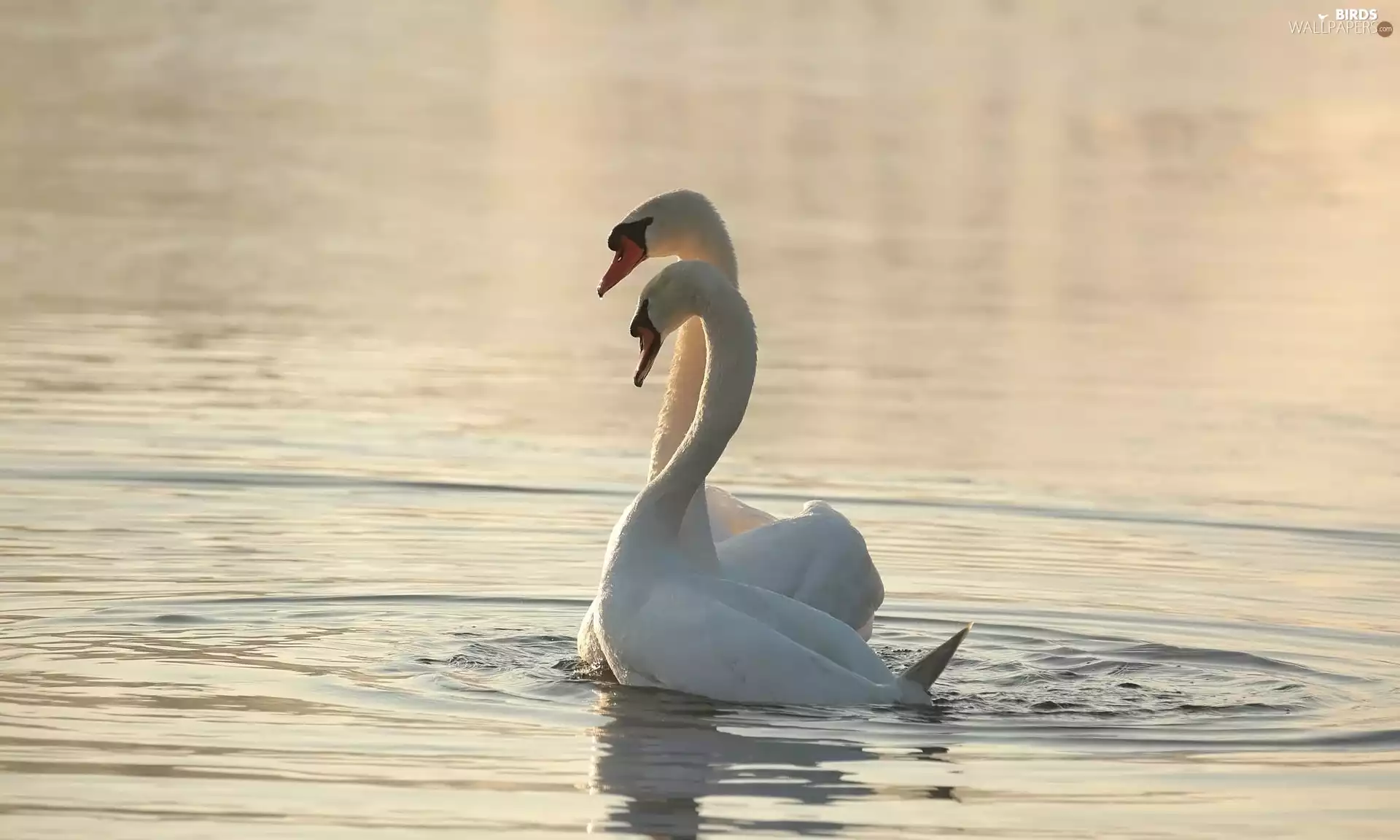 Swan, Two cars, White