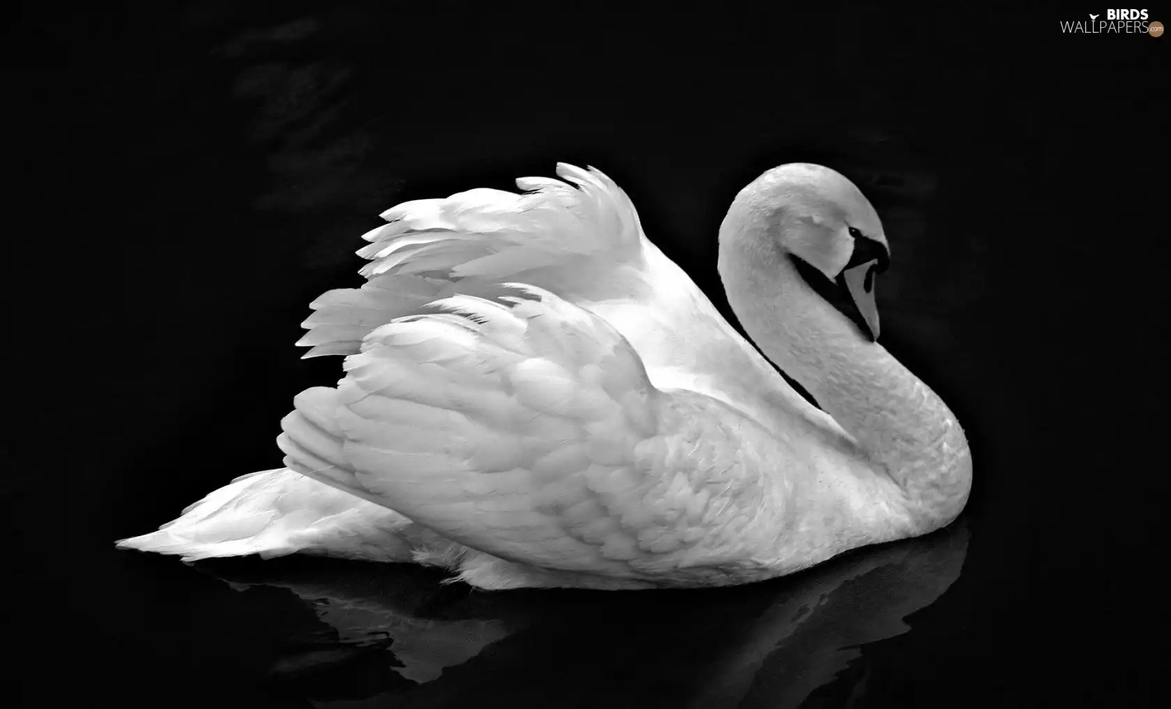 White, Swans