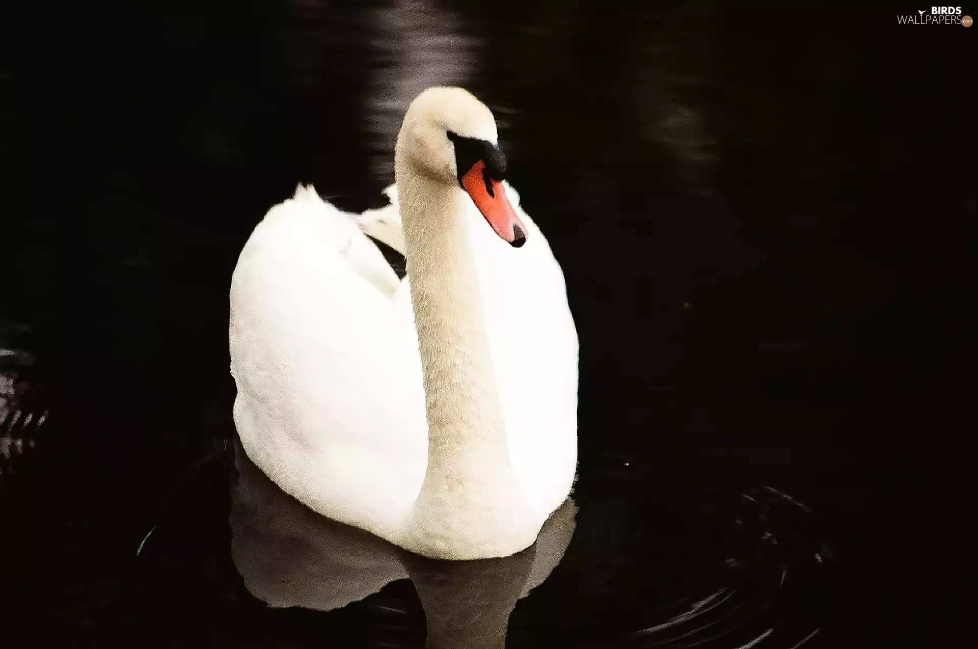 White, Swans