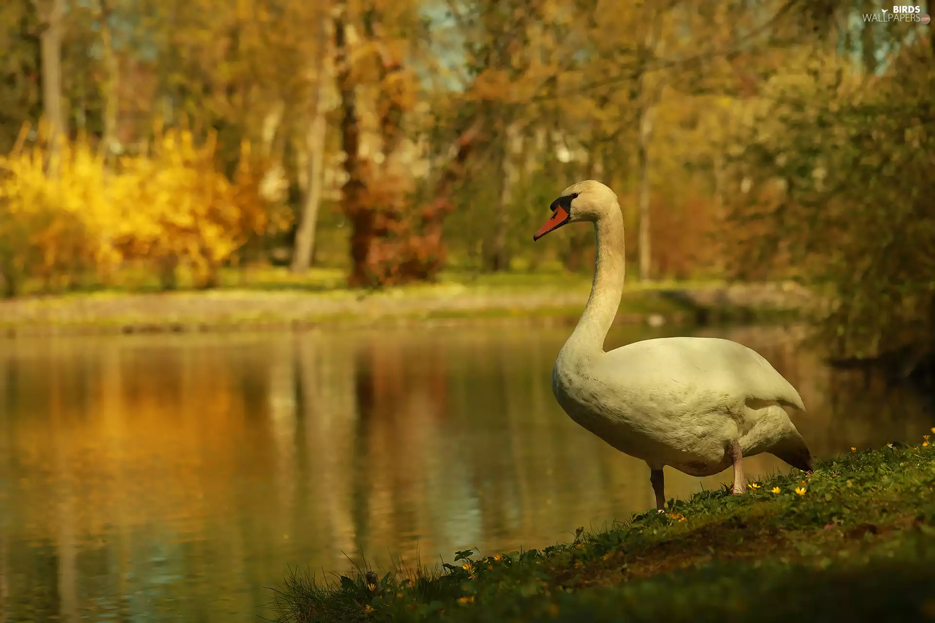 Swans, Bird, lake, White