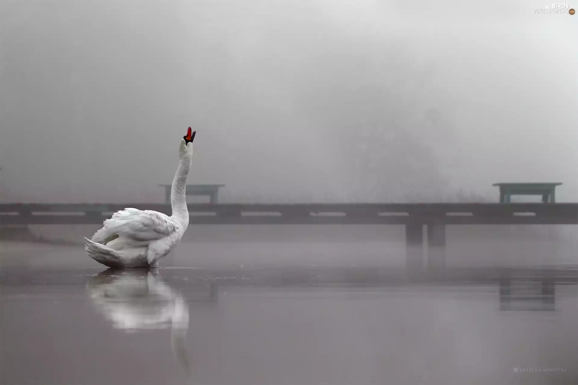Swans, Bird, Platform, White