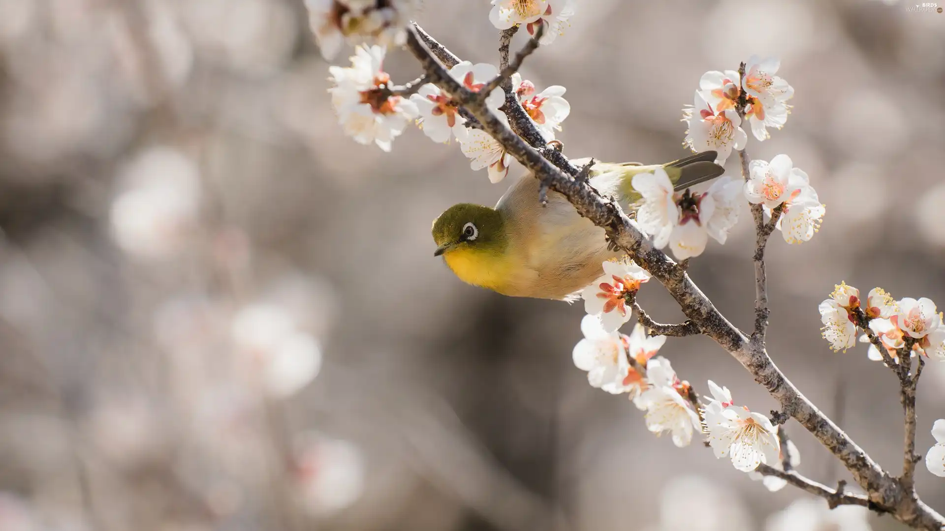 flowery, Bird, Japanese White-eye, twig