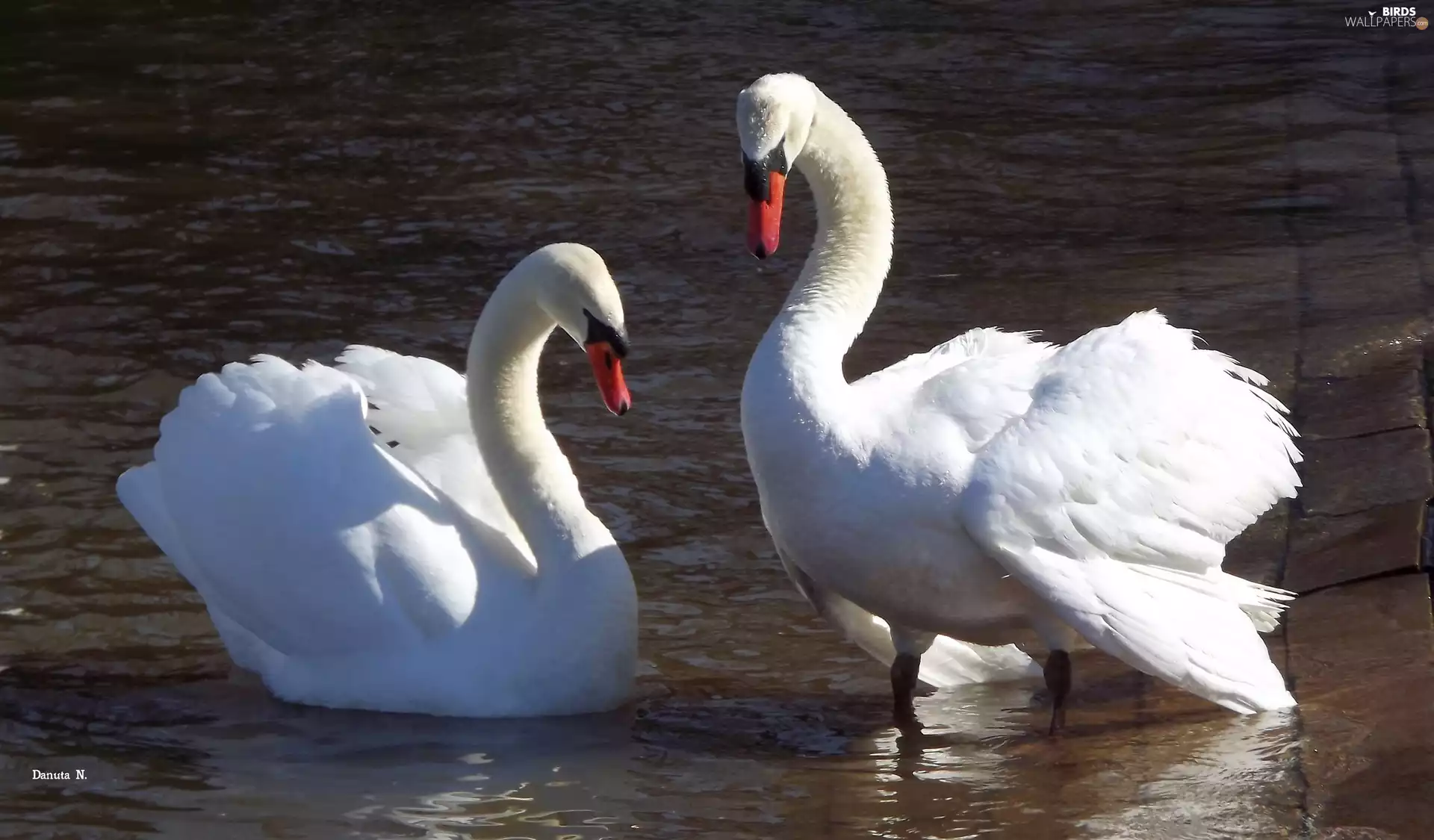 Swan, White, water, Two cars