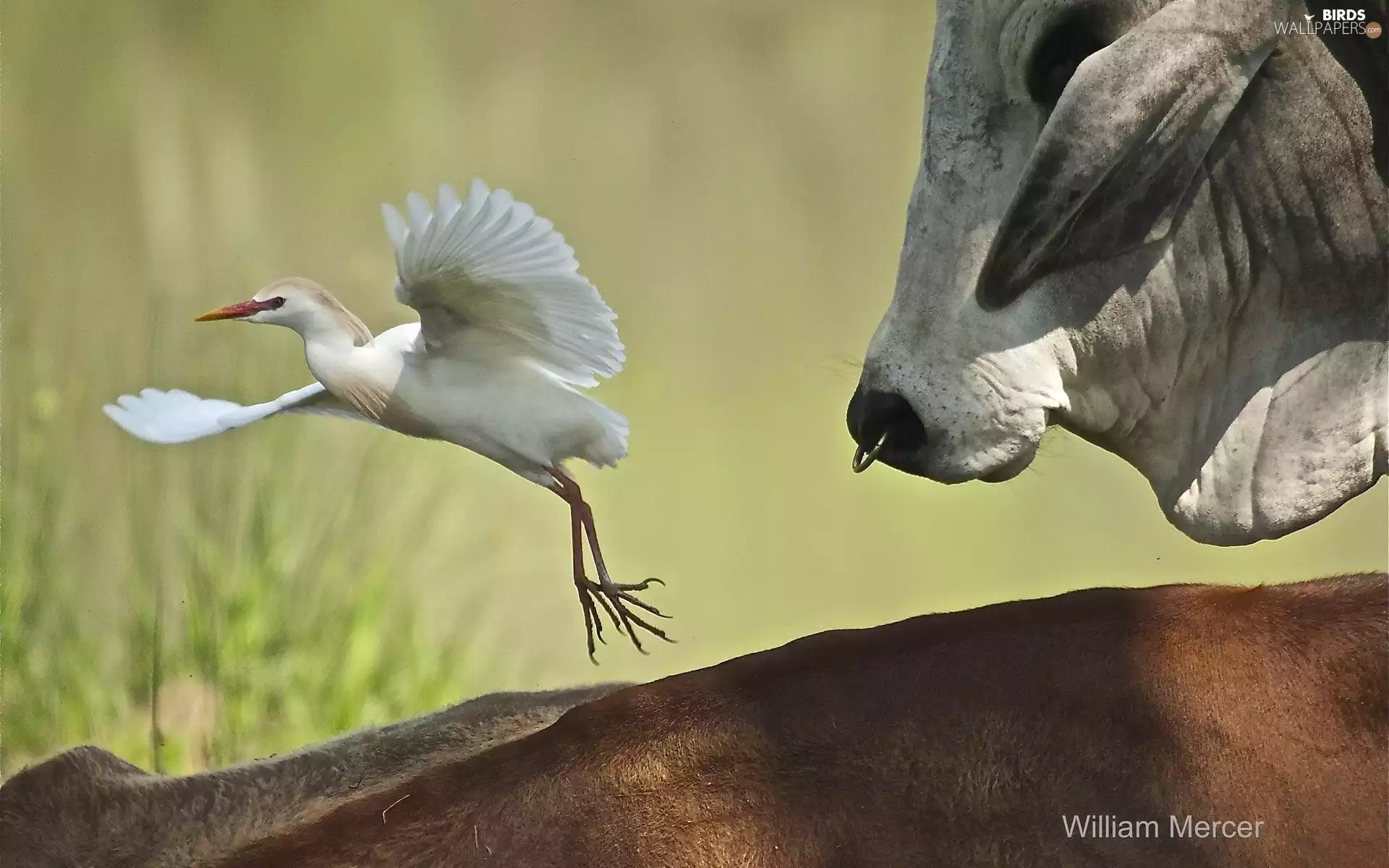 young, heron, buffalo, White